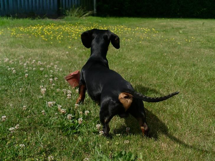 Gravhund Felix - Hov, der fløj en fugl! Faaaaarvel!  billede 16