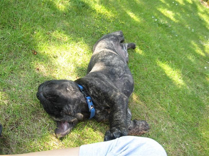 Mallorca Mastiff / Ca de Bou Albert - klø mig på maven billede 8