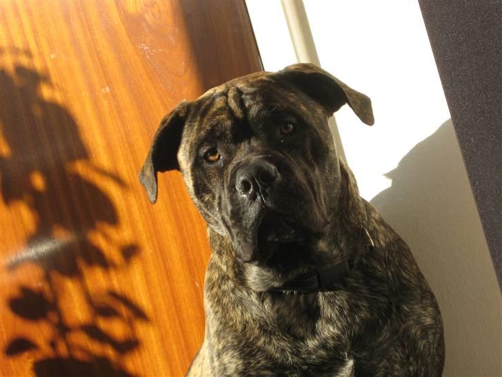 Mallorca Mastiff / Ca de Bou Albert - 2010 billede 11