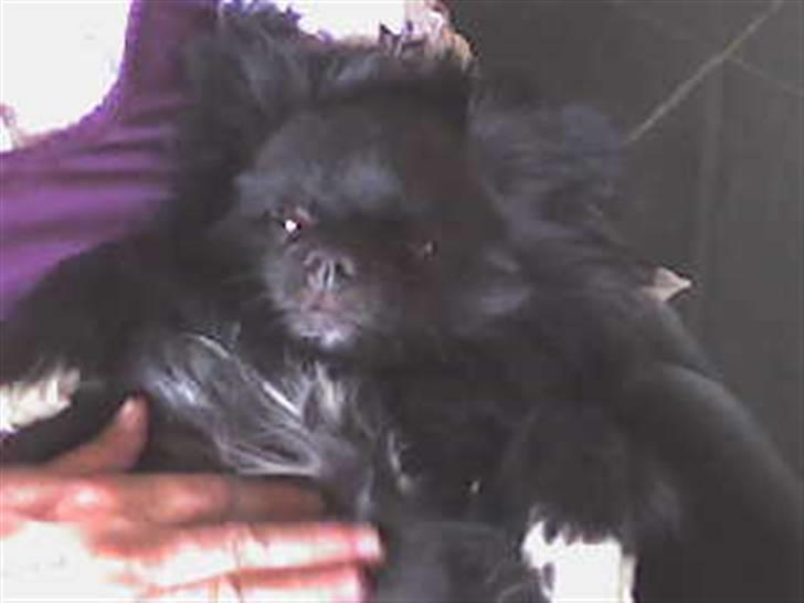 Pomeranian vaks - Her ligger lille vaks, på min mors skød&nyder at blive snakket med.  billede 1