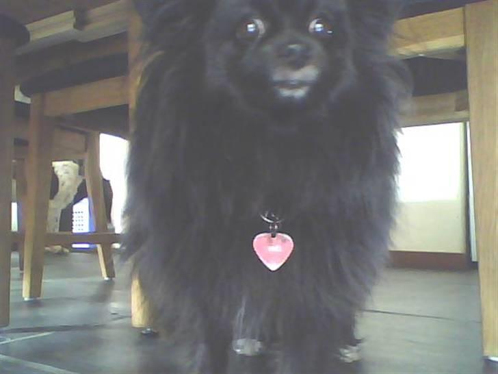 Pomeranian vaks - Vaks, som står nede under bordet, normalvis ville han ligge nede ved mine tær!! (;  billede 3