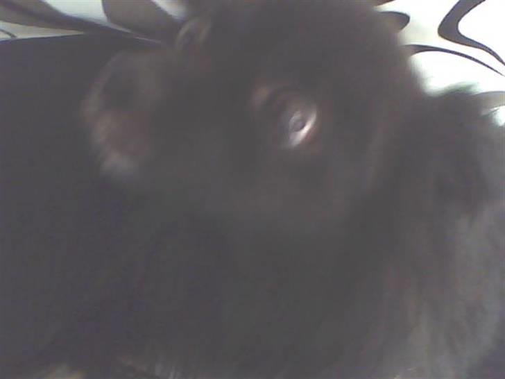 Pomeranian vaks - her ser vi ham, ved nærbilled af hans hovde!!,  billede 5