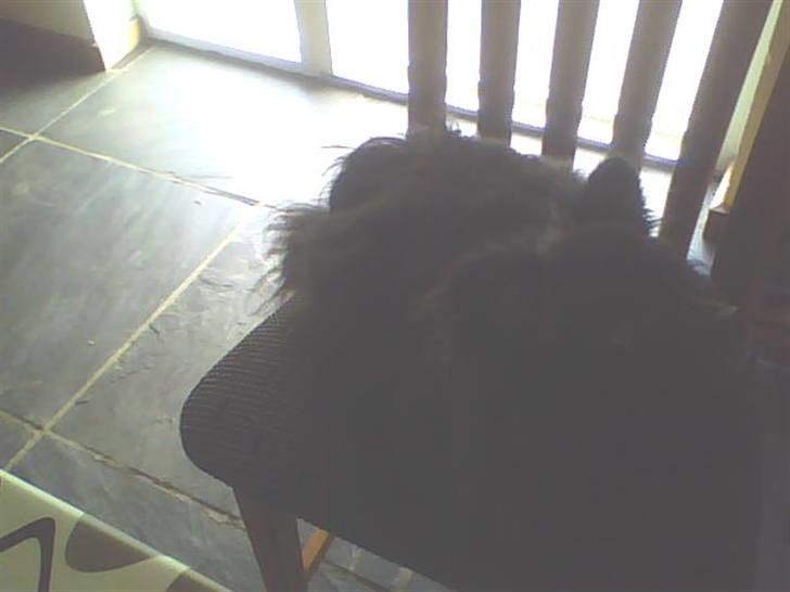 Pomeranian vaks - ved ikk hvor godt man kan se det, men her ligger han på en stol&kigger op efter en flue!! :D  billede 6