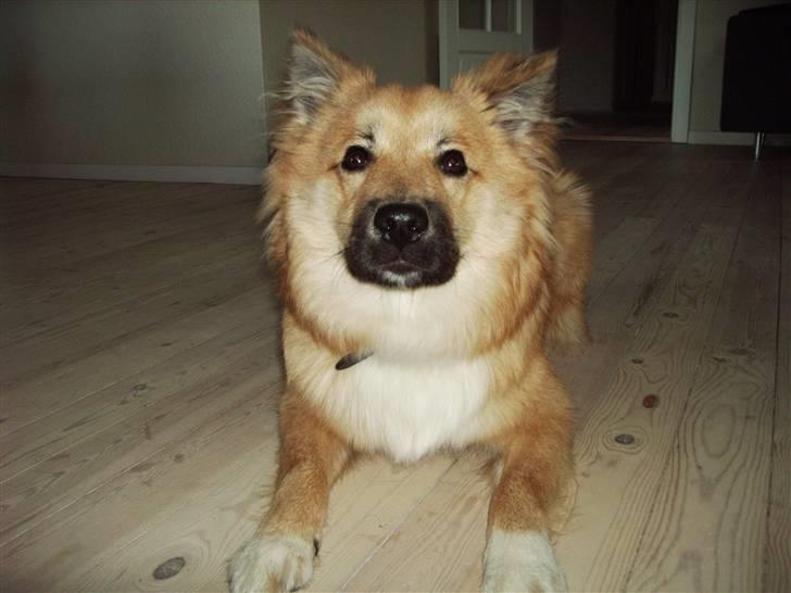 Islandsk fårehund James - 7 Mdr.  billede 11