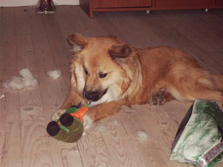 Islandsk fårehund James billede 12