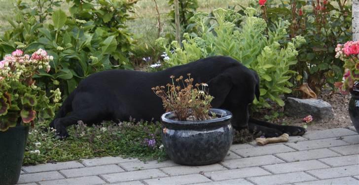Labrador retriever Lace - jeg gemmer mig! :D billede 5