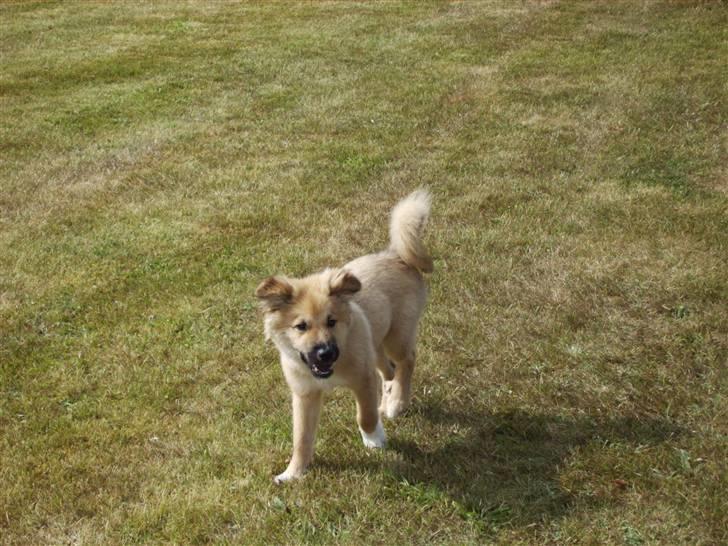 Islandsk fårehund James - (18 Uger) På sommerferie inspicere lige området.. billede 13