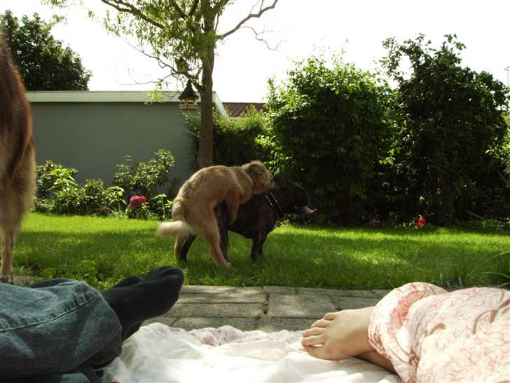 Islandsk fårehund James - (21 Uger) Hygger lige.. billede 14