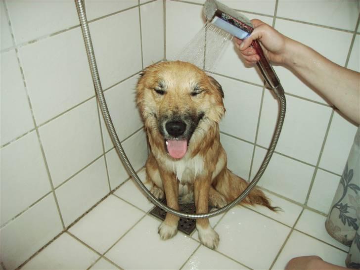 Islandsk fårehund James - Dejligt at blive vasket... billede 15