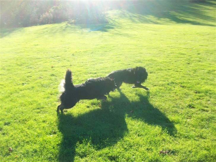 Islandsk fårehund TOFTEDALS KILJAN  ! <3 min bedste ven :')   - Elsker at lege med bror Aki :D (Kiljan forest) billede 15