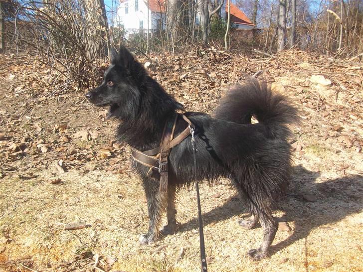 Islandsk fårehund TOFTEDALS KILJAN  ! <3 min bedste ven :')   - Holder øje med hva der sker ! gå tur, marts 2011 billede 17