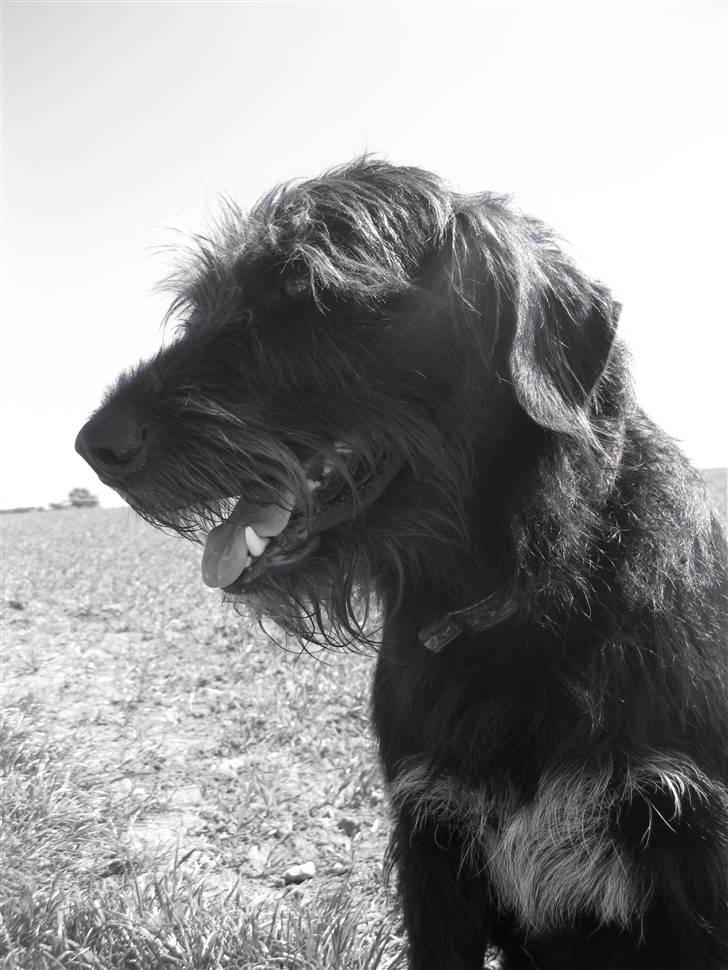 Blanding af racer Jack - mig billede 16