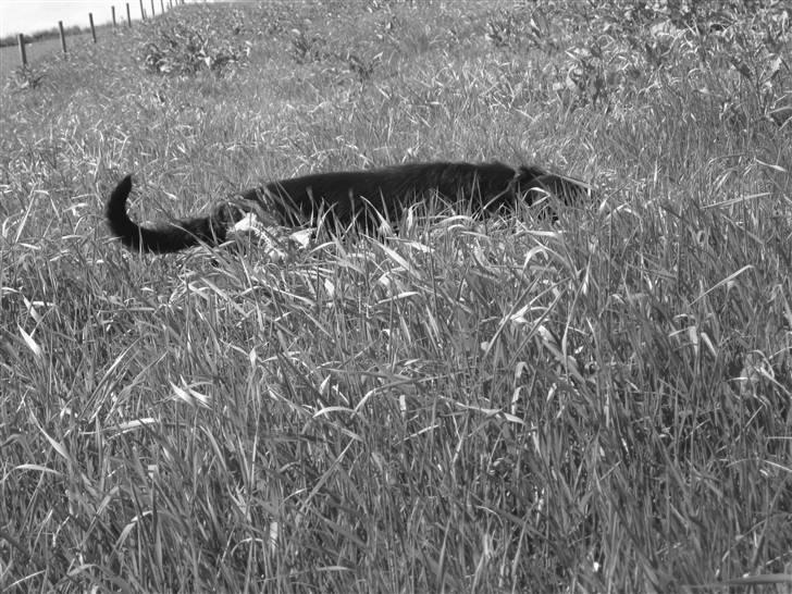 Blanding af racer Jack - nu kan jeg ikke se jer, så kan i heller ikke se mig billede 17