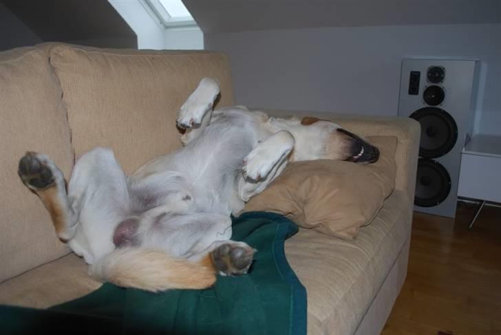 Labrador retriever Cooper - Slapper helt af som unghund billede 11