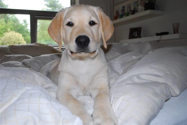 Labrador retriever Cooper - Goffy i sengen  billede 12