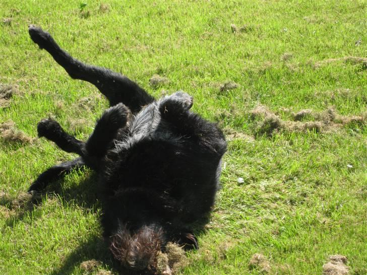 Blanding af racer Jack - her duftede gode så jeg ruller mig lige billede 18
