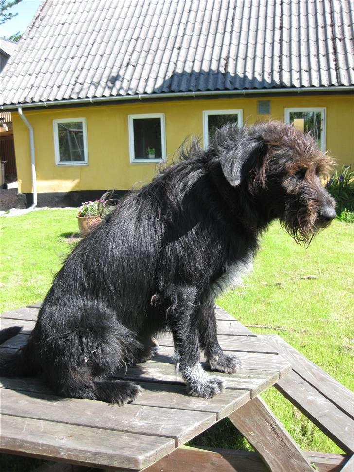 Blanding af racer Jack - når jeg sidder her oppe kan jeg bedre mærke vinden i ryggen billede 19