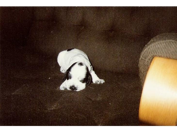 Cocker spaniel Cianti R.I.P. - Cianti som lille hvalp billede 1