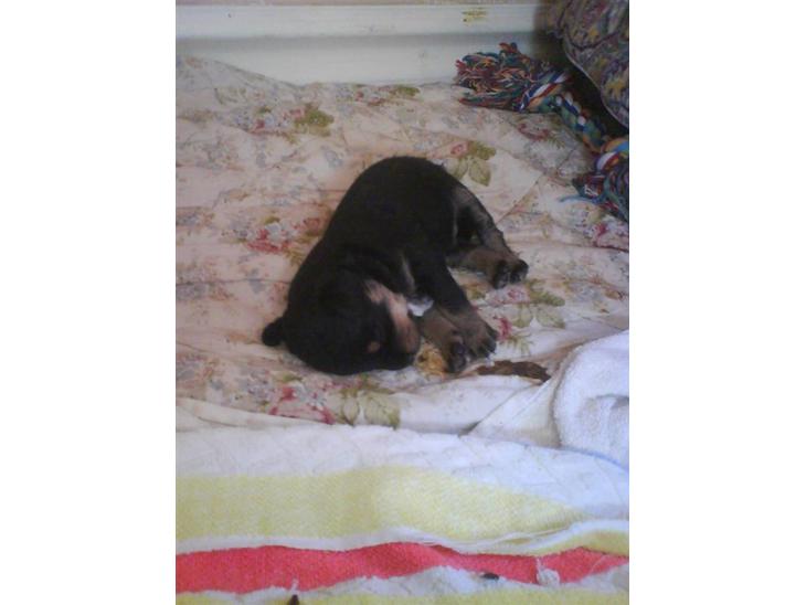 Blanding af racer ||Bølle<3 SOLGT|| - se lige hvor sød han ser ud<3<3<3 billede 1