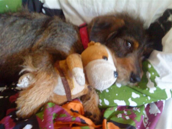 {{currentPhoto.altText}} billede {{currentPhoto.number}}