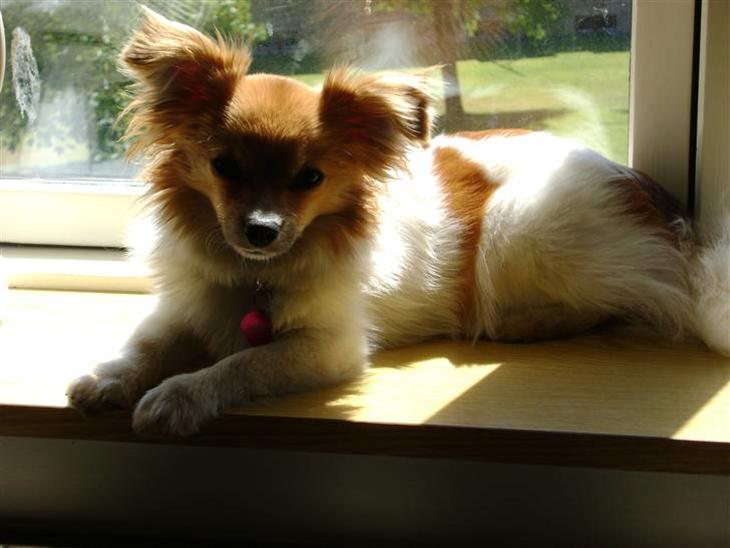 Blanding af racer Minnie billede 1