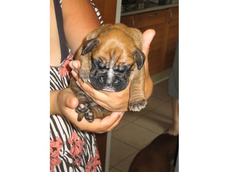 {{currentPhoto.altText}} billede {{currentPhoto.number}}