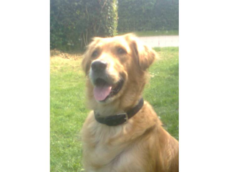 Blanding af racer Tiggy R.I.P :( - Velkommen til Tiggy´s profil.... billede 1
