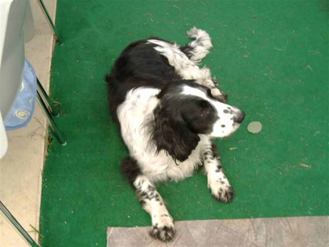 Field Trial spaniel bølle*død* 2002 - bølle var min hund siden jeg ...