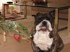 Engelsk bulldog Willy
