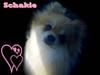 Pomeranian Schakie <3 - Min egen
