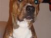 Amerikansk staffordshire terrier Kean