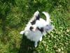 Papillon Joker