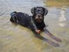 Rottweiler Rico R.I.P 9-7-2009