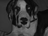 Grand danois Loke [ Himmelhund]