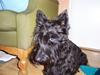 Skotsk terrier Little Big Horn Cleo 2002-2012 [ Himmelhund]