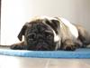 Mops Beastie