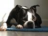 Boston terrier Topper