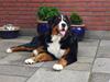 Berner sennenhund Basse