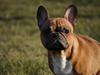 Fransk bulldog Mille