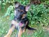 Schæferhund rapi Hexi