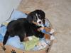Berner sennenhund Minnie