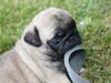 Mops Pugsey