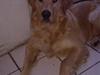 Golden retriever Dingo