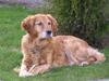 Golden retriever Mickie<33