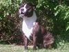 Staffordshire bull terrier Carlos
