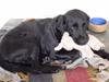 Labrador retriever Nelly [Tidl. hund]