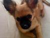 Chihuahua Signe [Tidl. hund]