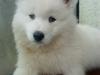 Samojedhund Dino R.I.P 15-01-2010
