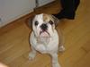 Engelsk bulldog Frida