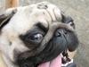 Mops Ibber *R.I.P* [ Himmelhund]